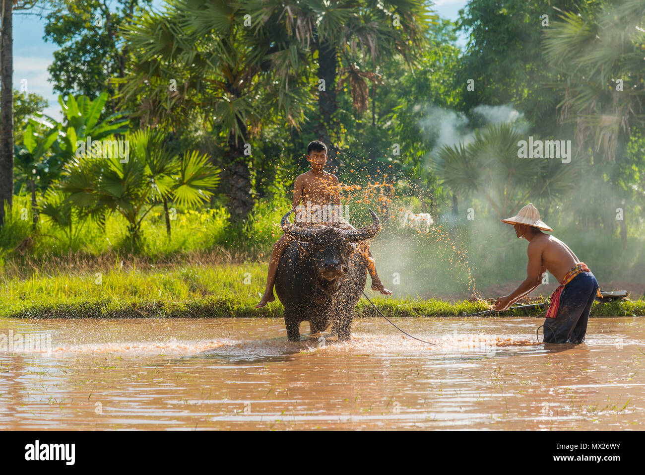 Saknonakhon, Thailand - July 30, 2016: Farmer dipping water and throwing to bath buffalo riding by a boy in rice farm in rural of Sakonnakhon, Thailan Stock Photo