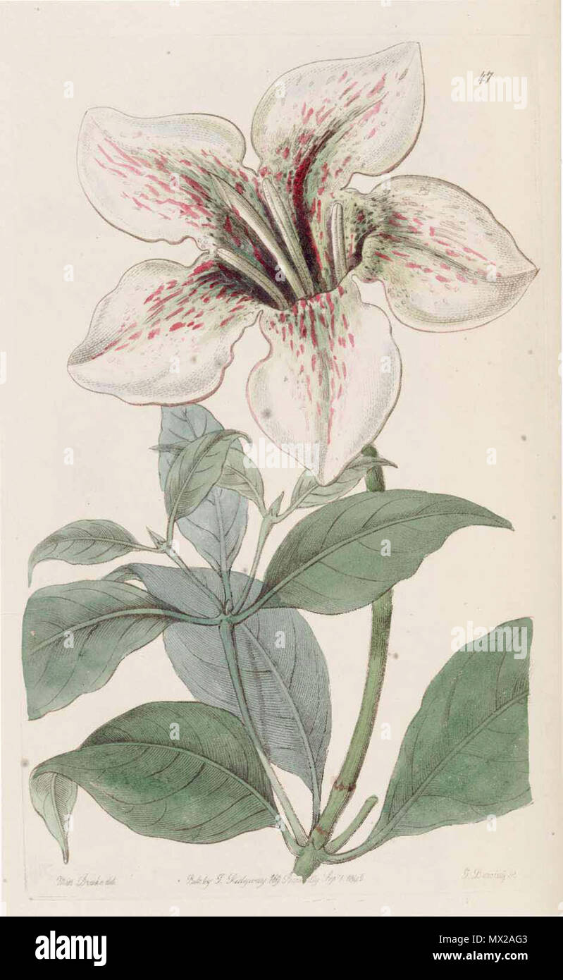 . Rothmannia longiflora . 1845. Botanical Register 17 47 Rothmannia longiflora Stock Photo