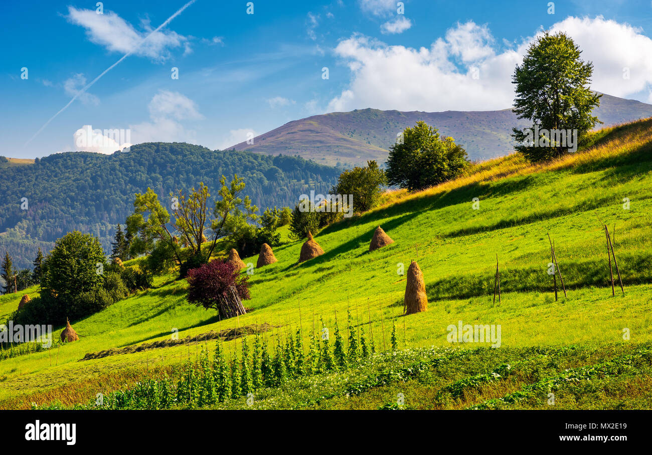 hillside with row of haystacks on rural field. beautiful summer agriculture scenery in mountainous area Stock Photo
