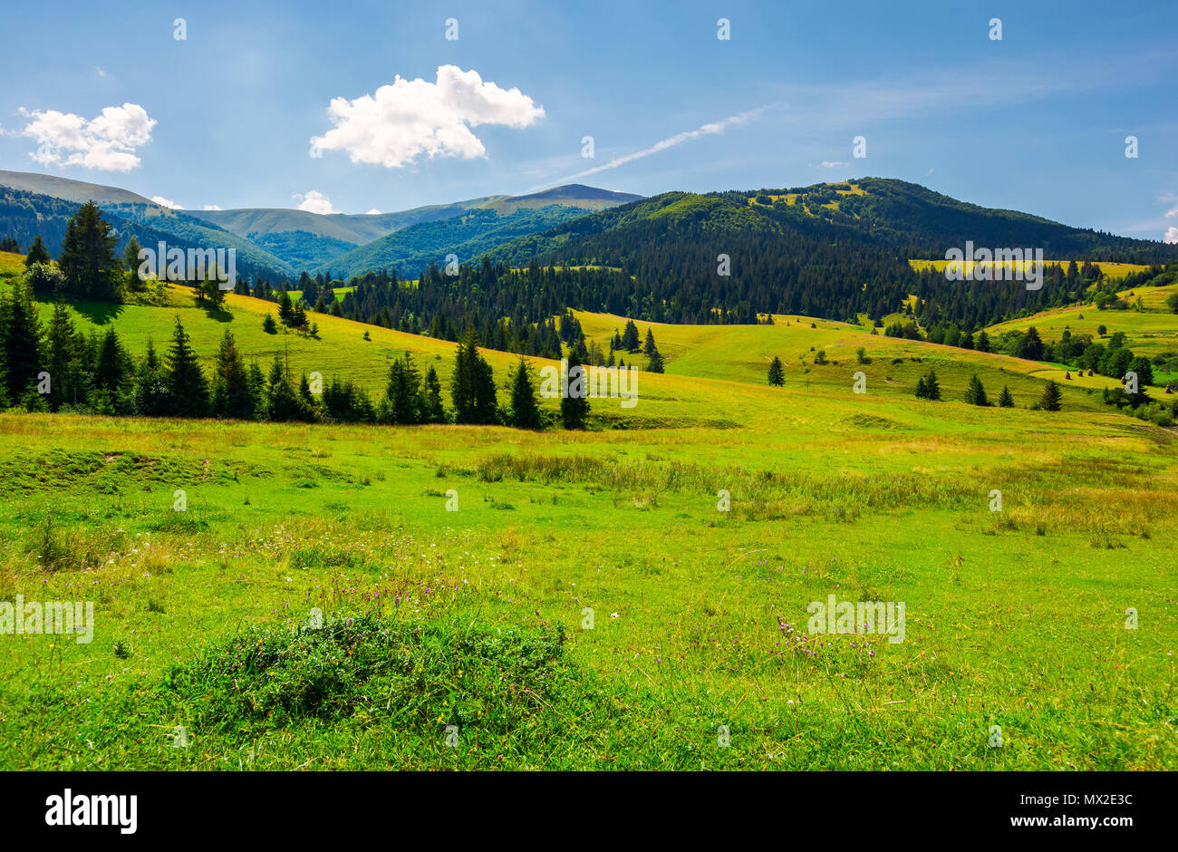 Grassy meadows of Borzhava valley. forested hill with Velykyi Verkh peak in the distance. lovely summer day with fluffy cloud on a blue sky. popular t Stock Photo