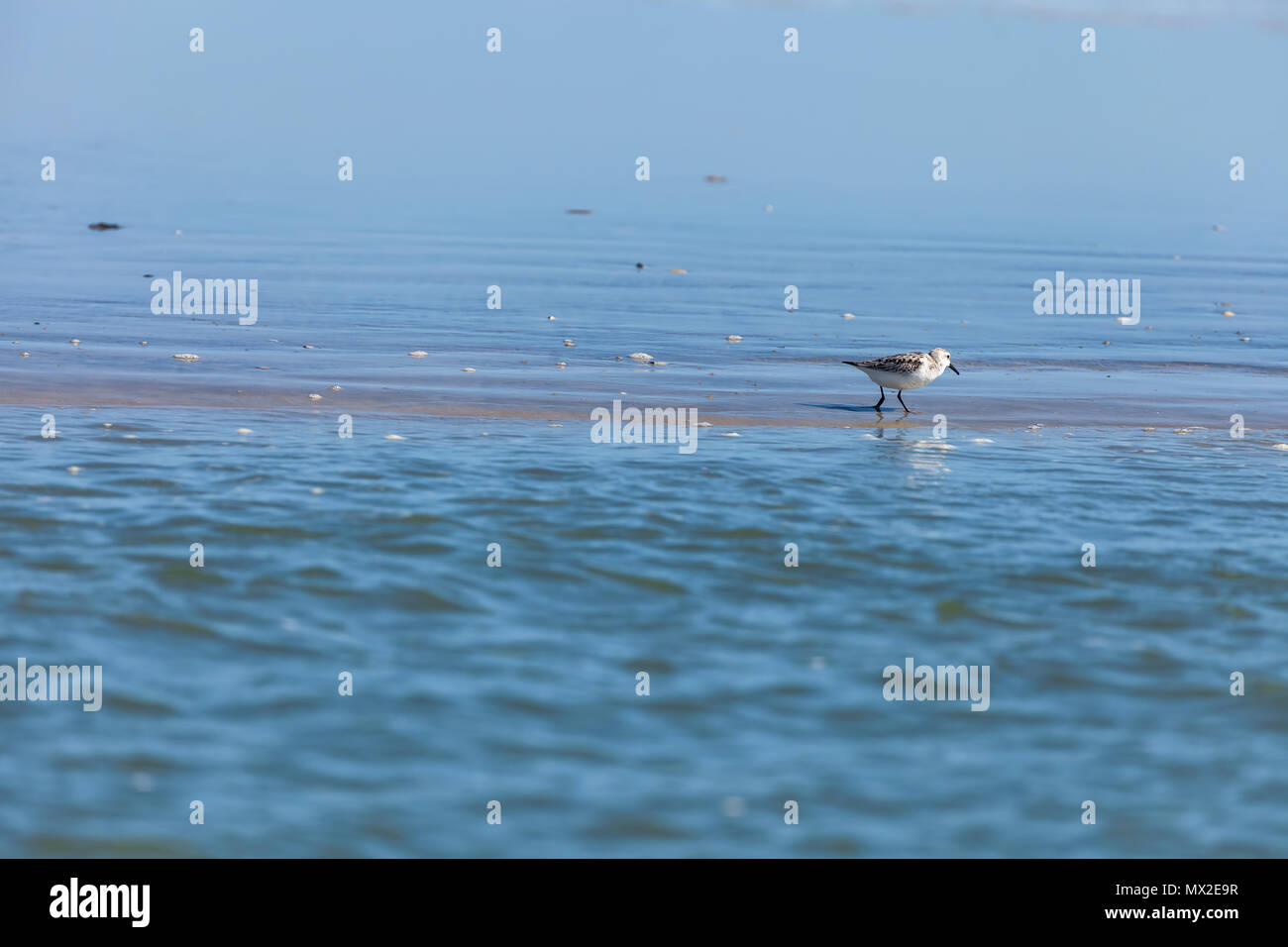 Lone western sandpiper (Calidris mauri) foraged for food along the coast in Chincoteague National Wildlife Refuge, Virginia, United States. Stock Photo