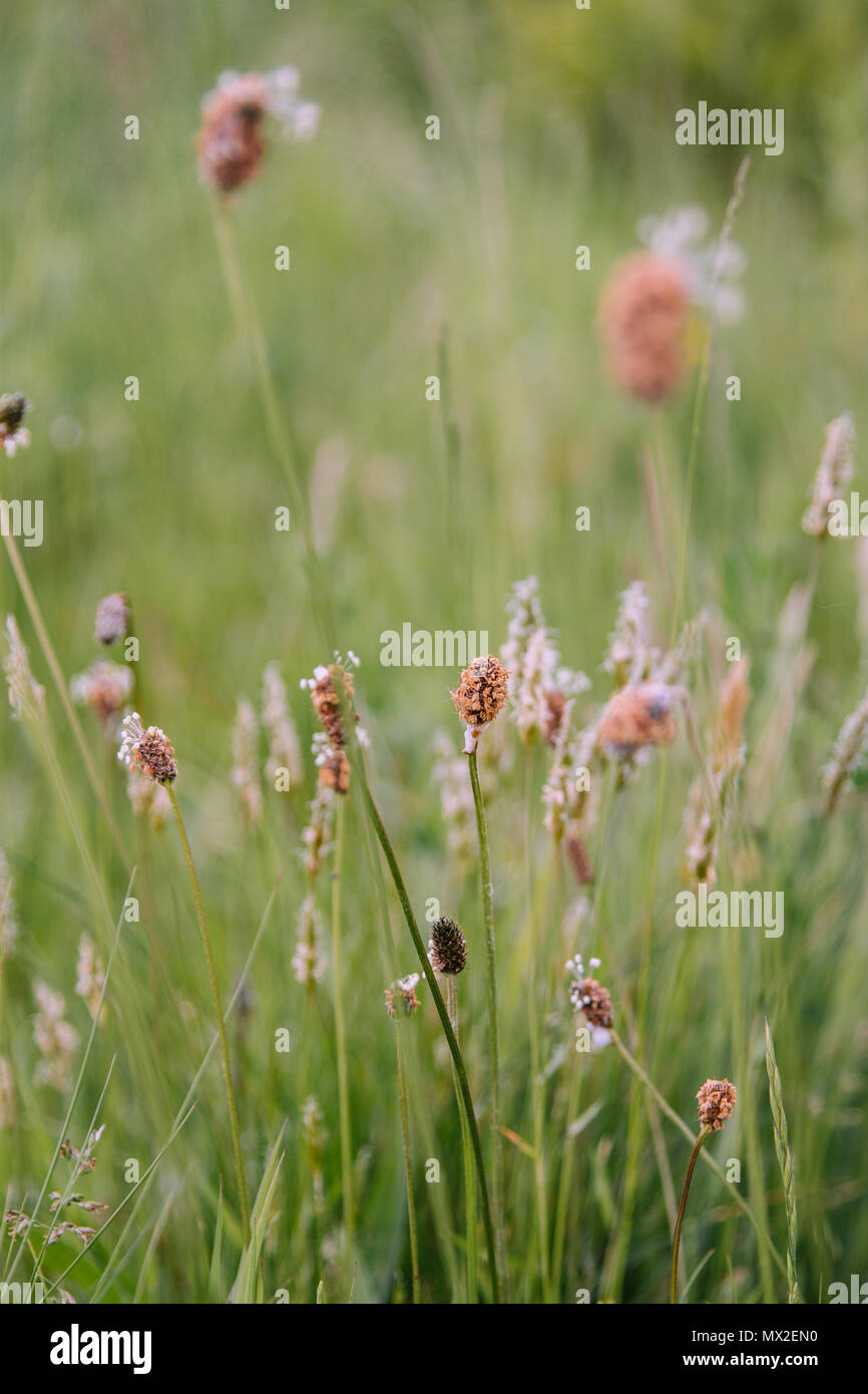 Wild Flowering Plants Stock Photo Alamy