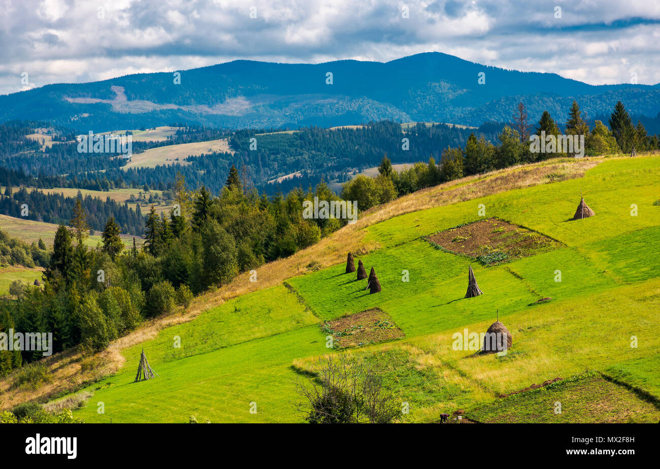hillside with row of haystacks on rural field. beautiful summer agriculture scenery in mountainous area Stock Photo