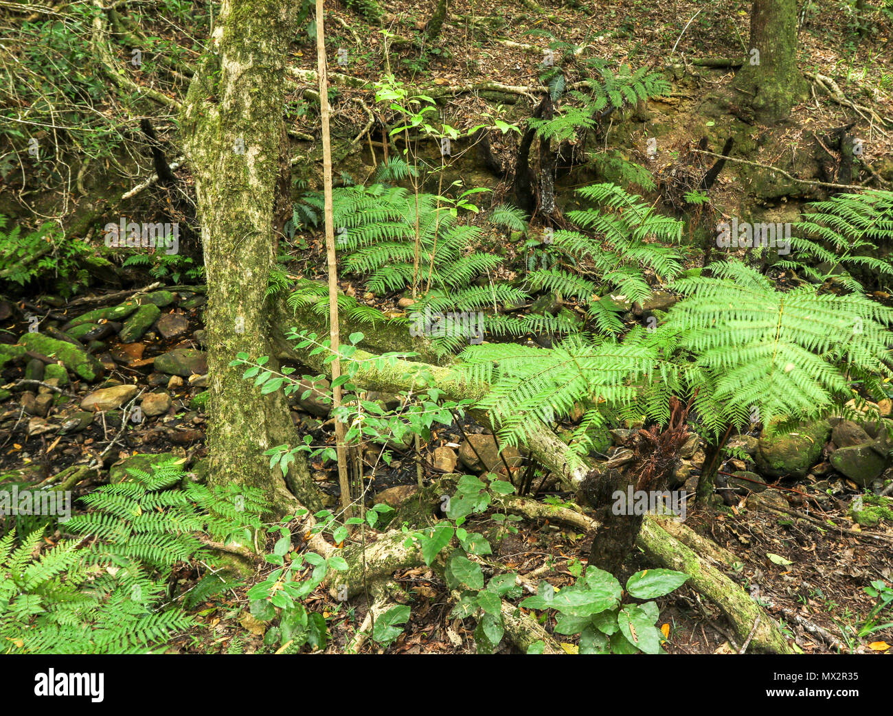 Tree ferns in the Goesa park walk in the Tsitsikamma National Park, garden route, Cape, south africa Stock Photo