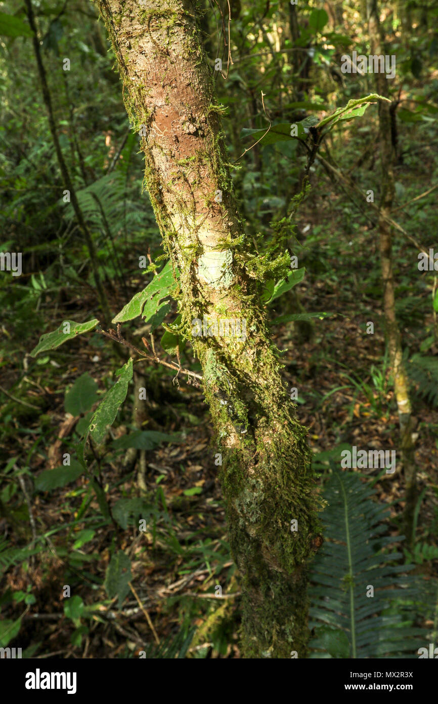 Moss covered trees on the Goesa trail in the Tsitsikamma National Park