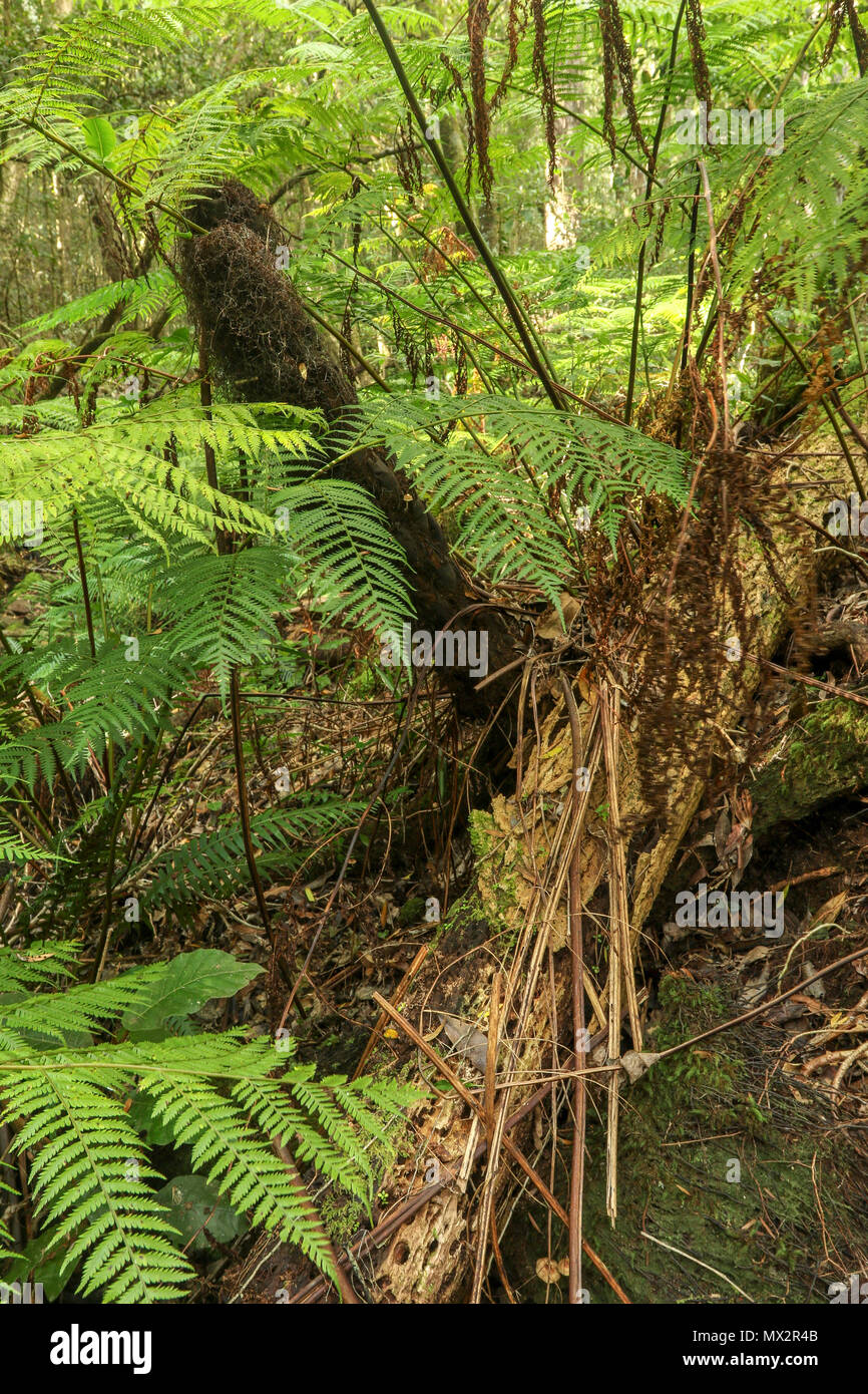 Tree ferns on the Goesa short trail in the Tsitsikamma, protected area