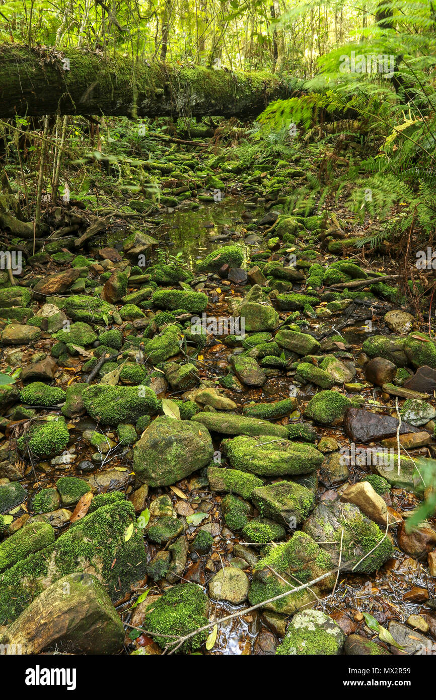 Semi dry watercourse on the Goesa trail, Tsitsikamma, protected area, Garden Route, Cape, South Africa, Stock Photo