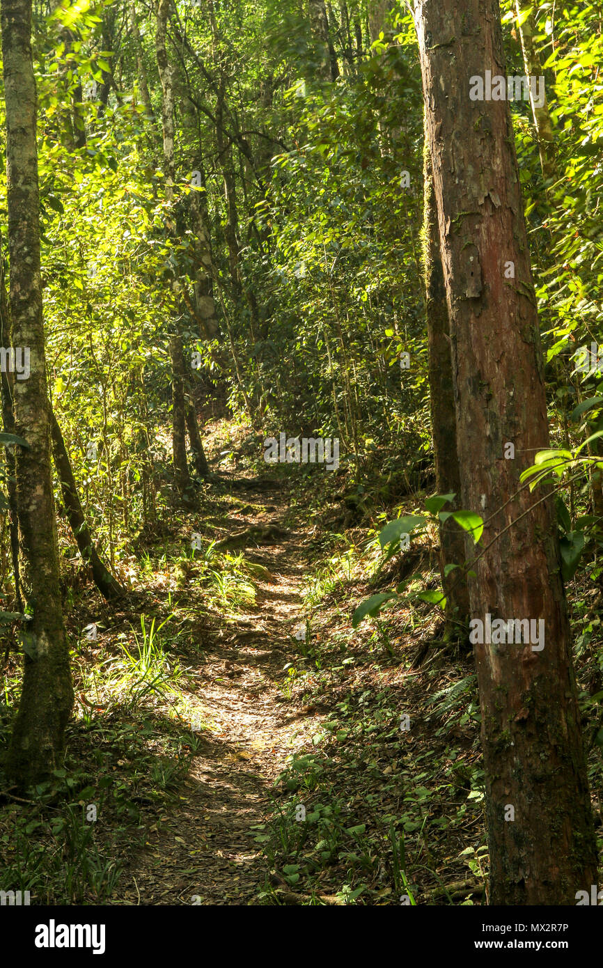 Sun shining on the Goesa footpath in the Tsitsikamma National Park, Cape, garden route, south africa Stock Photo