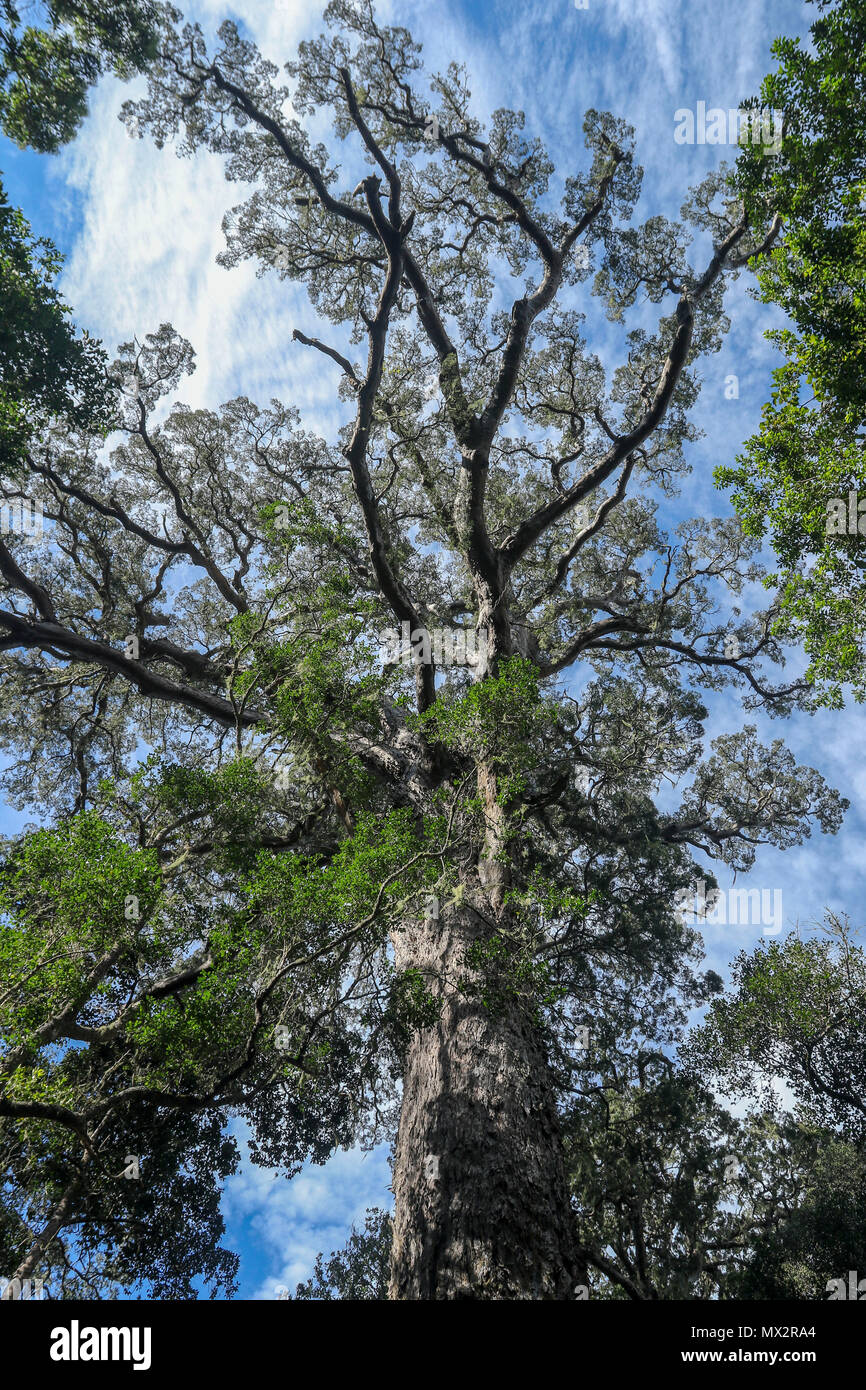 Ancient Big tree in Tsitsikamma national forest, on the garden route, Southern Cape, South Africa, Stock Photo