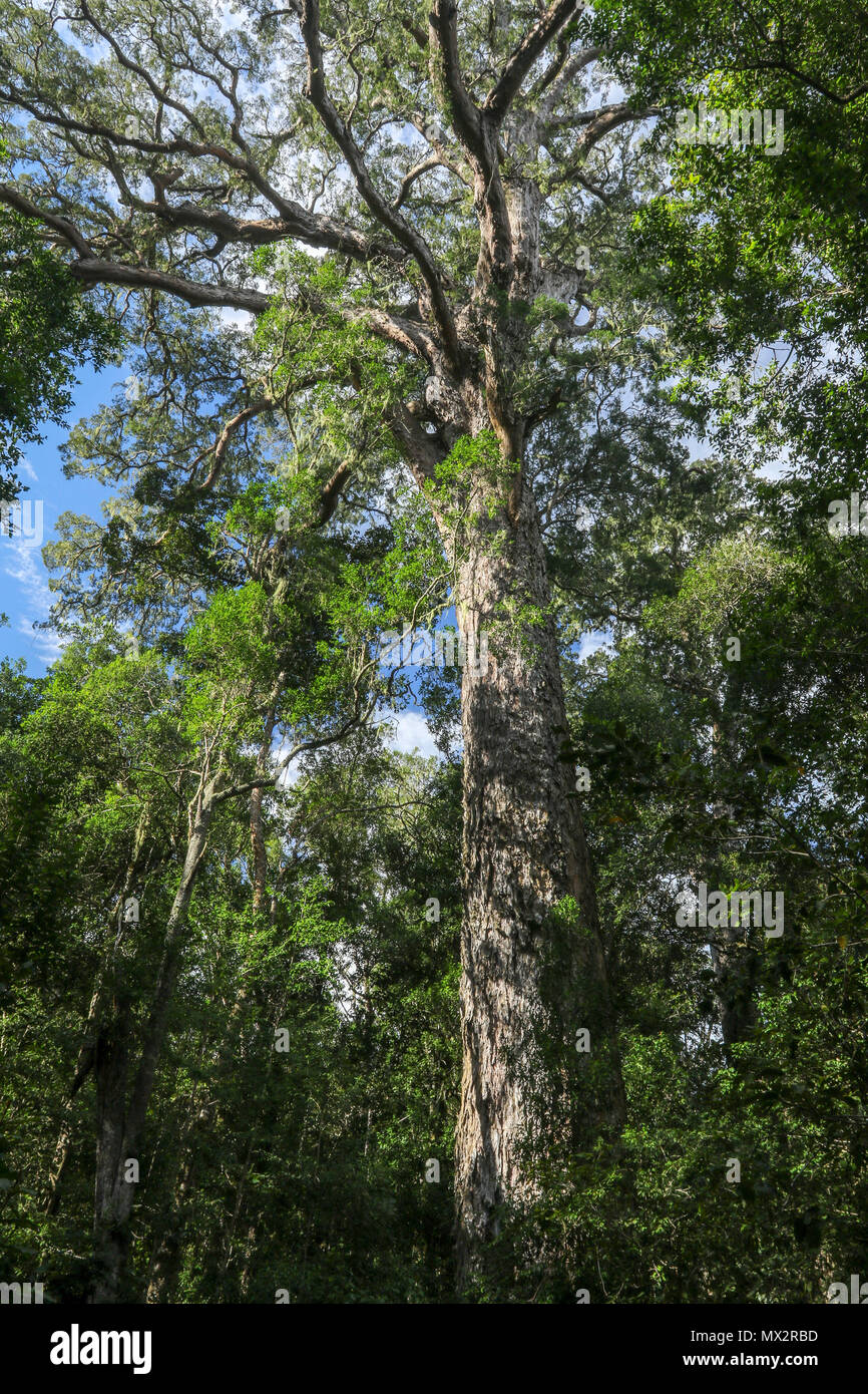Ancient Big tree in Tsitsikamma national forest, on the garden route, Southern Cape, South Africa, Stock Photo