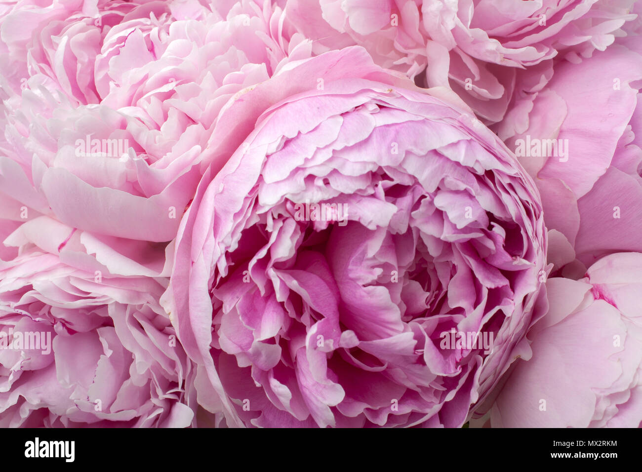 Beautiful peonies. Bouquet of pink peony background Stock Photo - Alamy