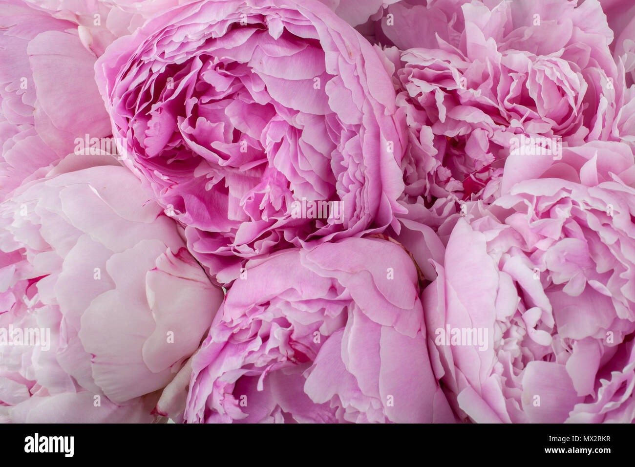Beautiful peonies. Bouquet of pink peony background Stock Photo - Alamy