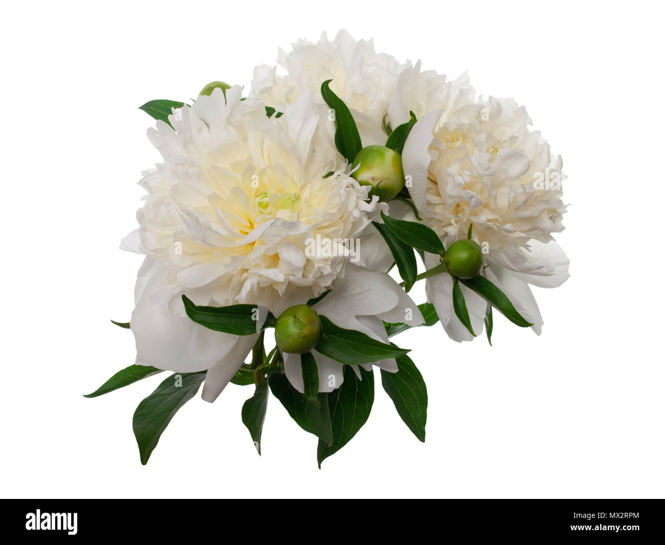 peony flowers isolated on white Stock Photo