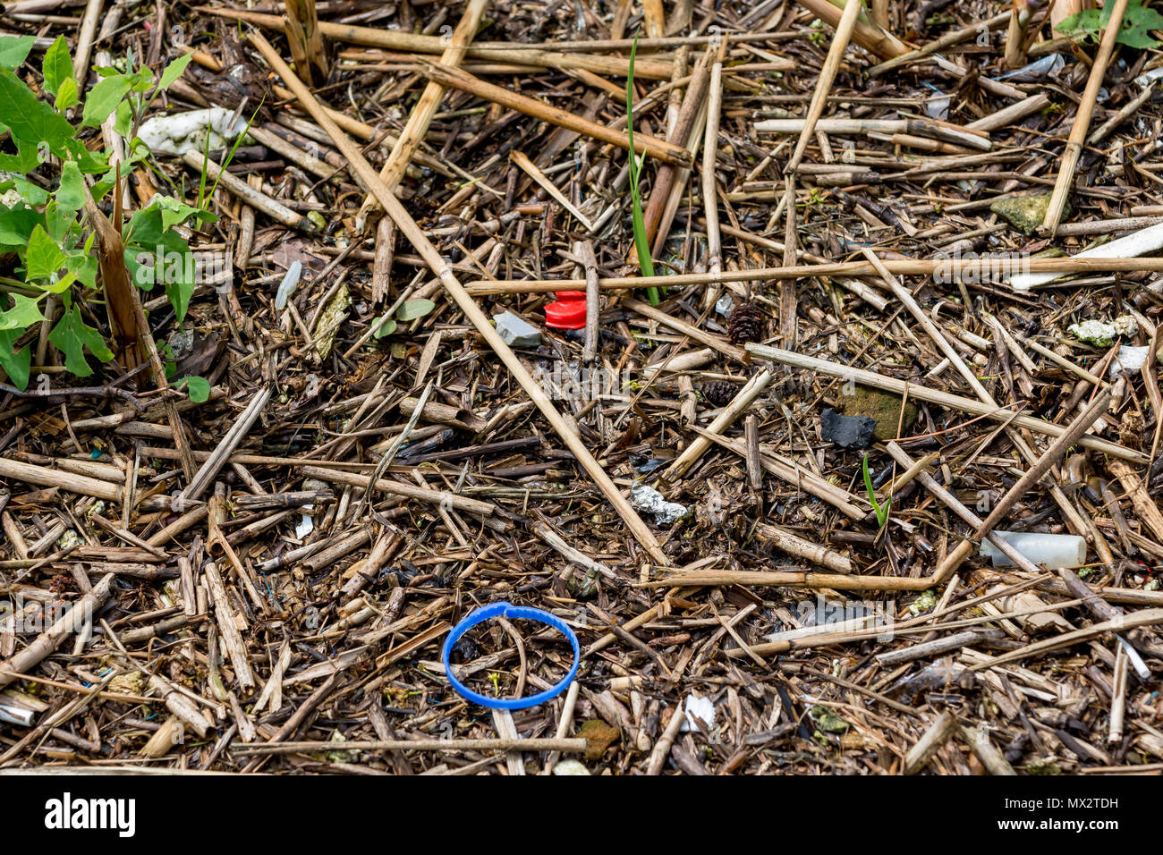 Plastic litter pollution washed up amongst the redeemed debris on the shore of Oulton Broad, Lowestoft, Suffolk Stock Photo