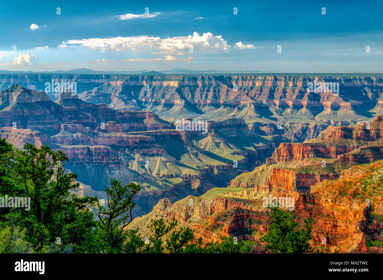 Grand Canyon morning, colorful canyon wall, green tree and horizon under a bright blue sky with white fluffy clouds. Stock Photo