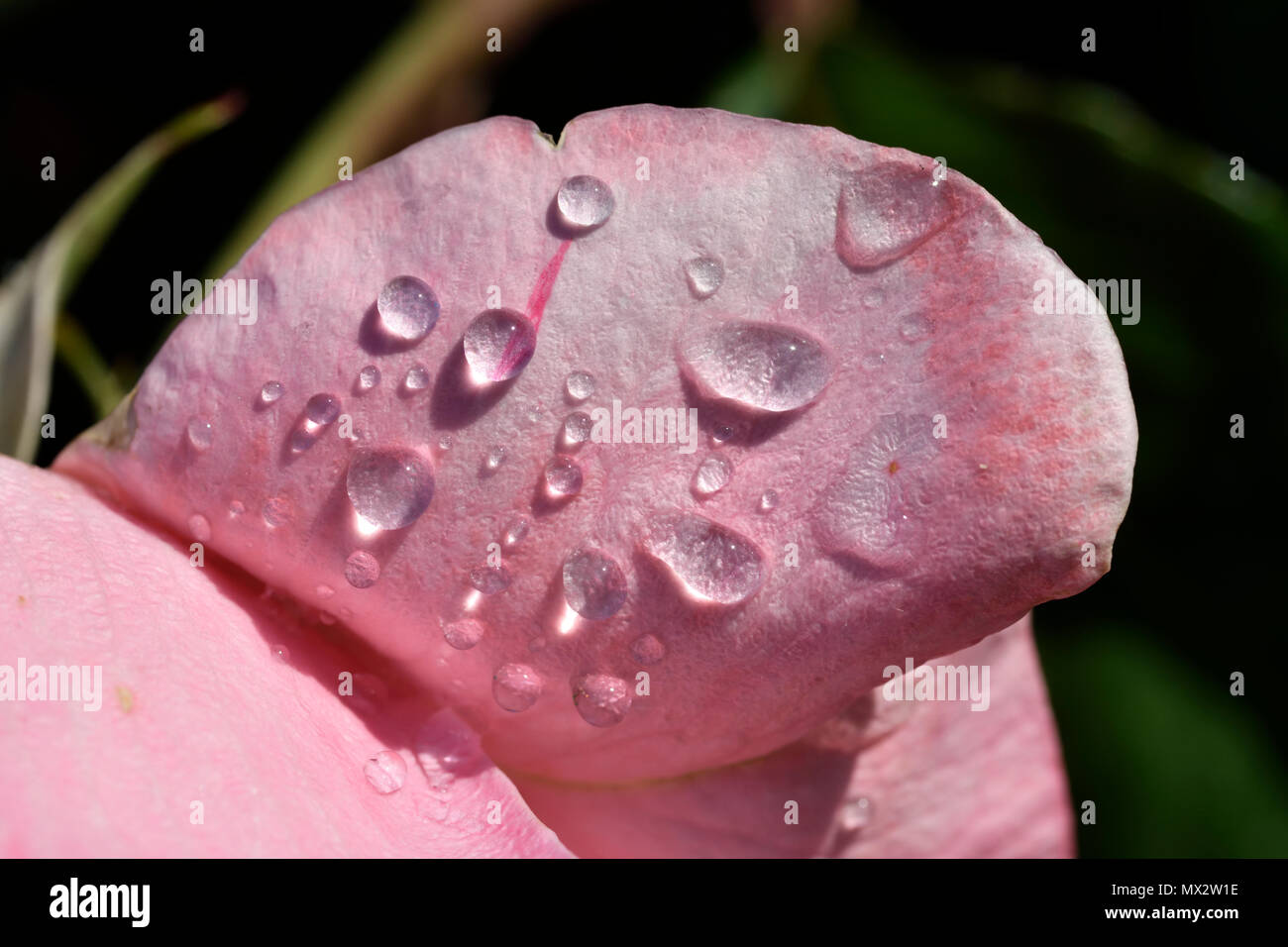 Dewdrops on rose petal Stock Photo Alamy