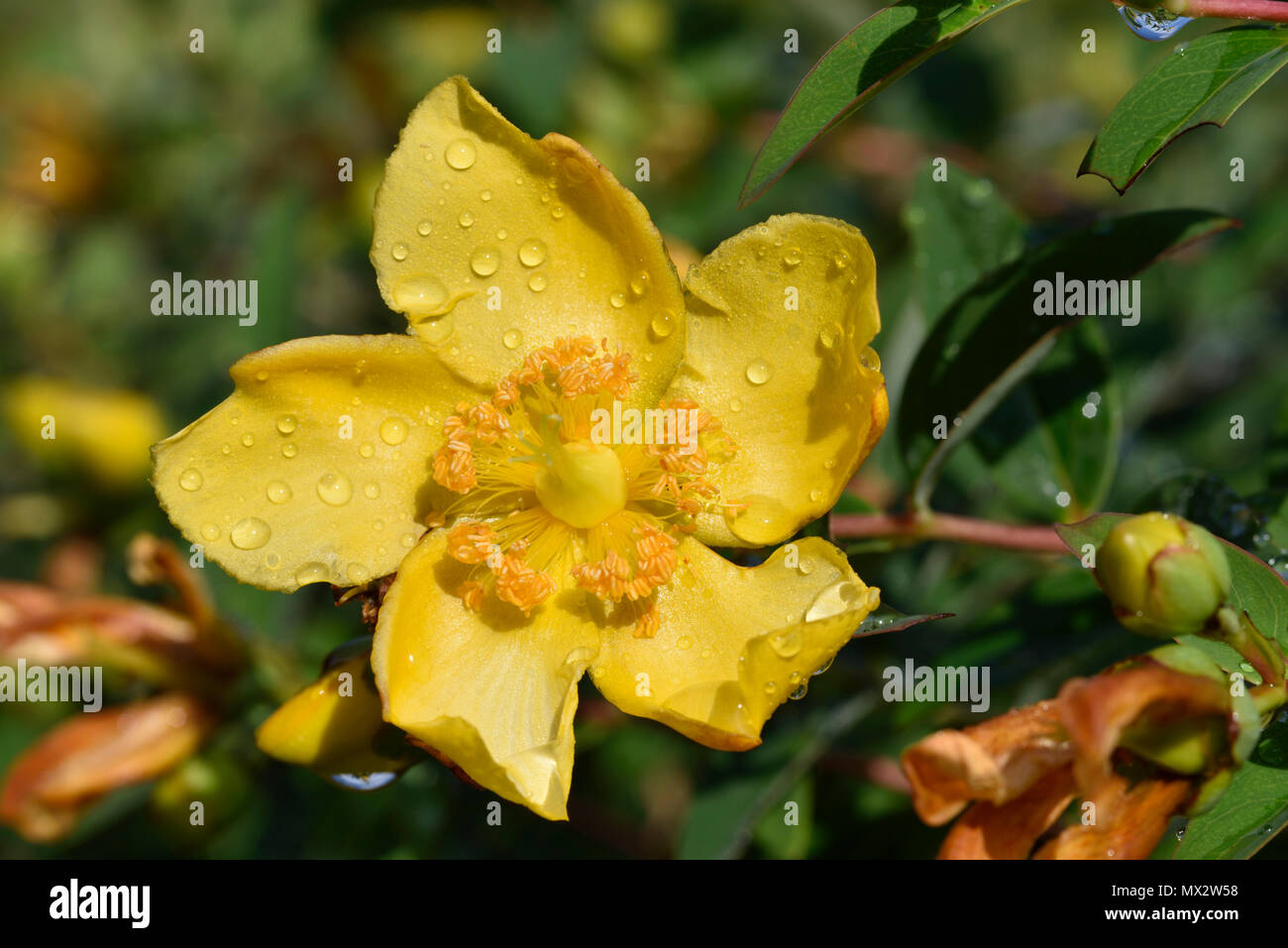 Autumn Buttercup with dewdrops Stock Photo