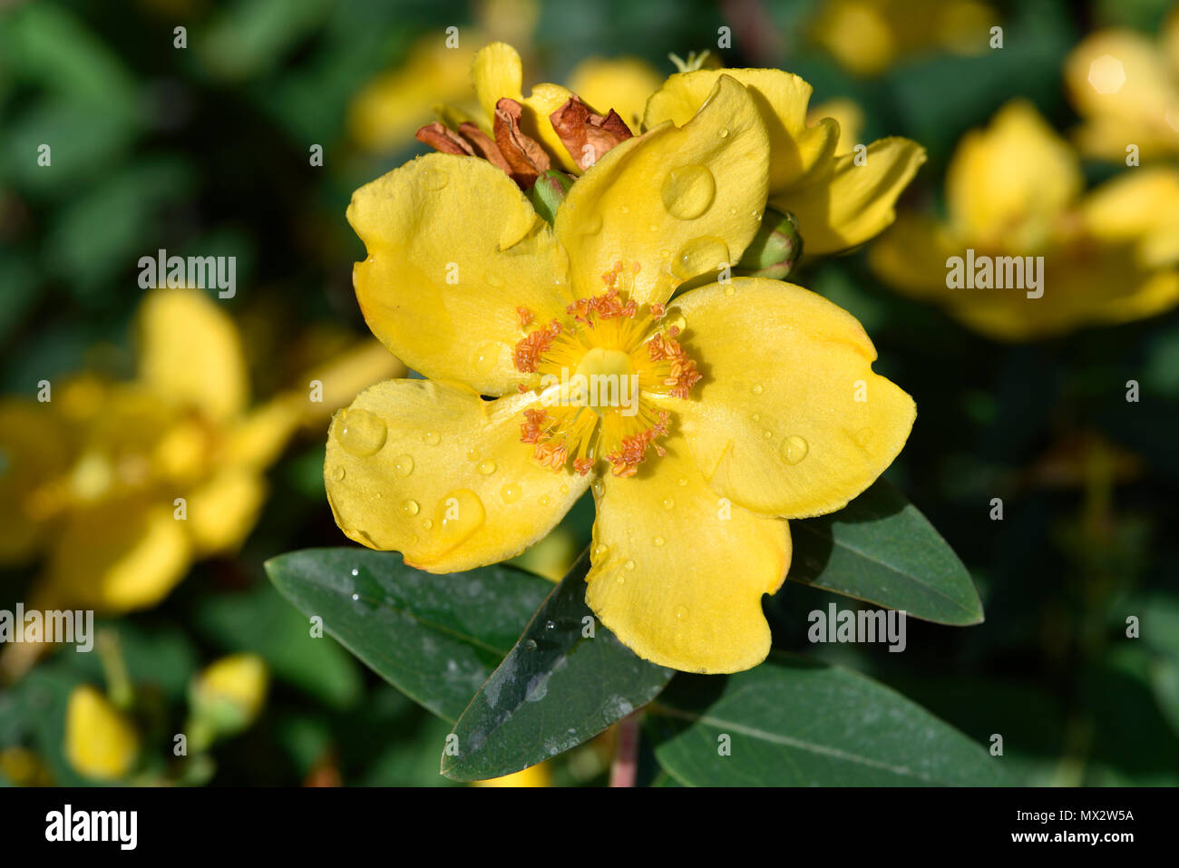 Autumn Buttercup with dewdrops Stock Photo