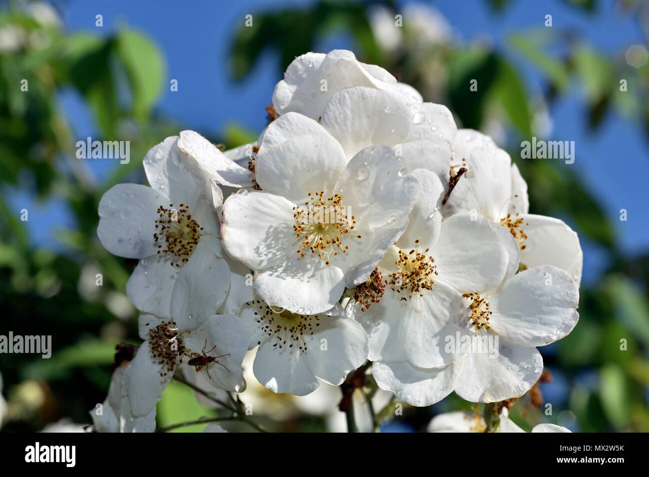 Flowers of almond tree Stock Photo Alamy