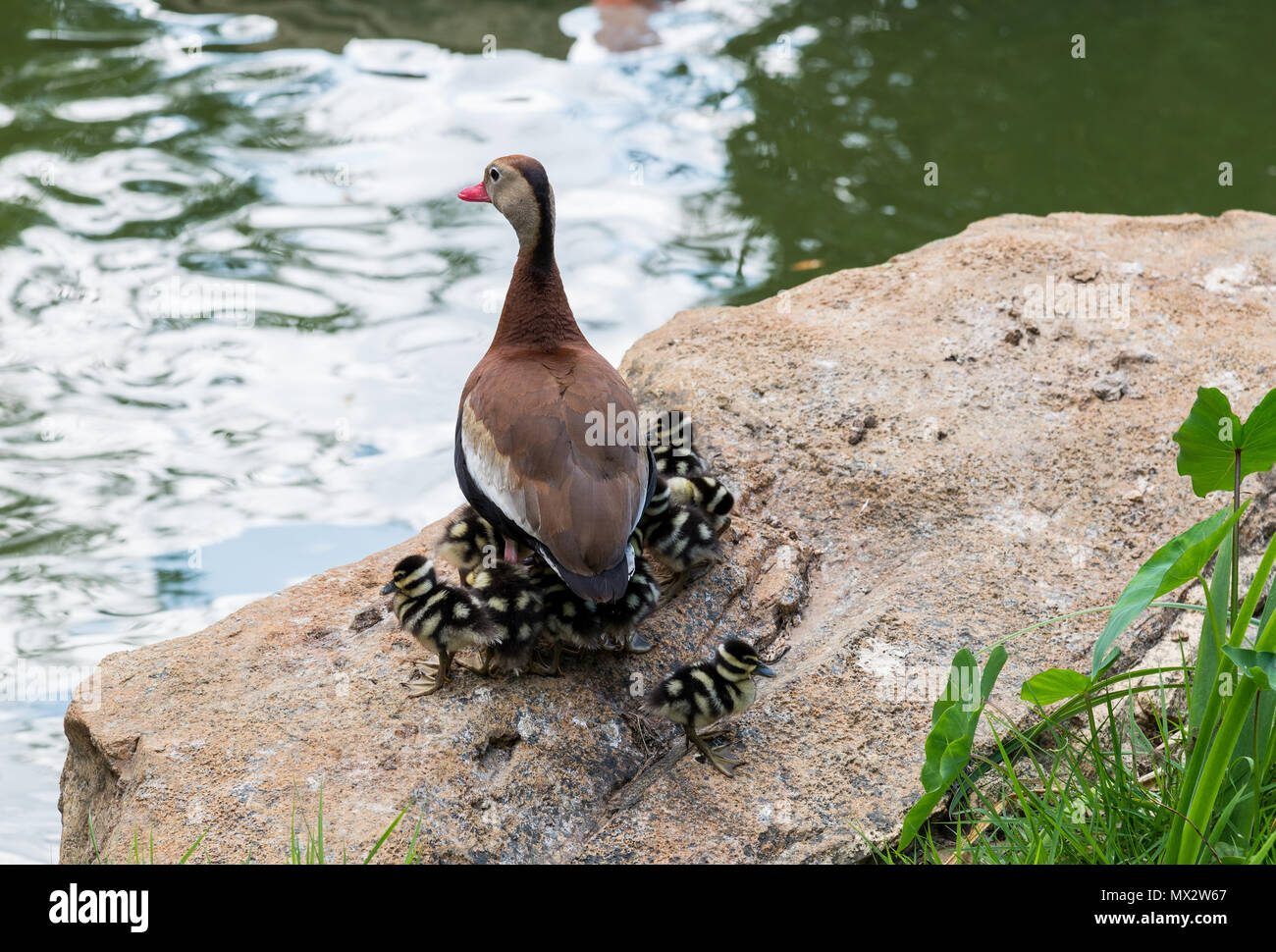 A Black-bellied Whistling Duck (Dendrocygna autumnalis) mom and ducklings by a pond. Houston, Texas, USA. Stock Photo