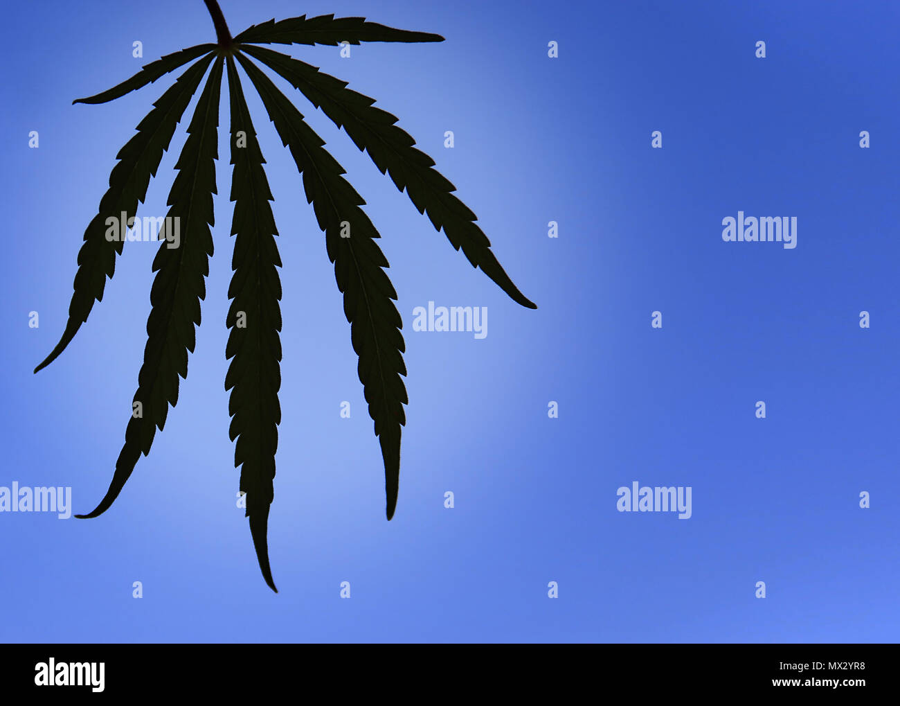 A Cannabis Sativa leaf isolated against a blue sky. Stock Photo