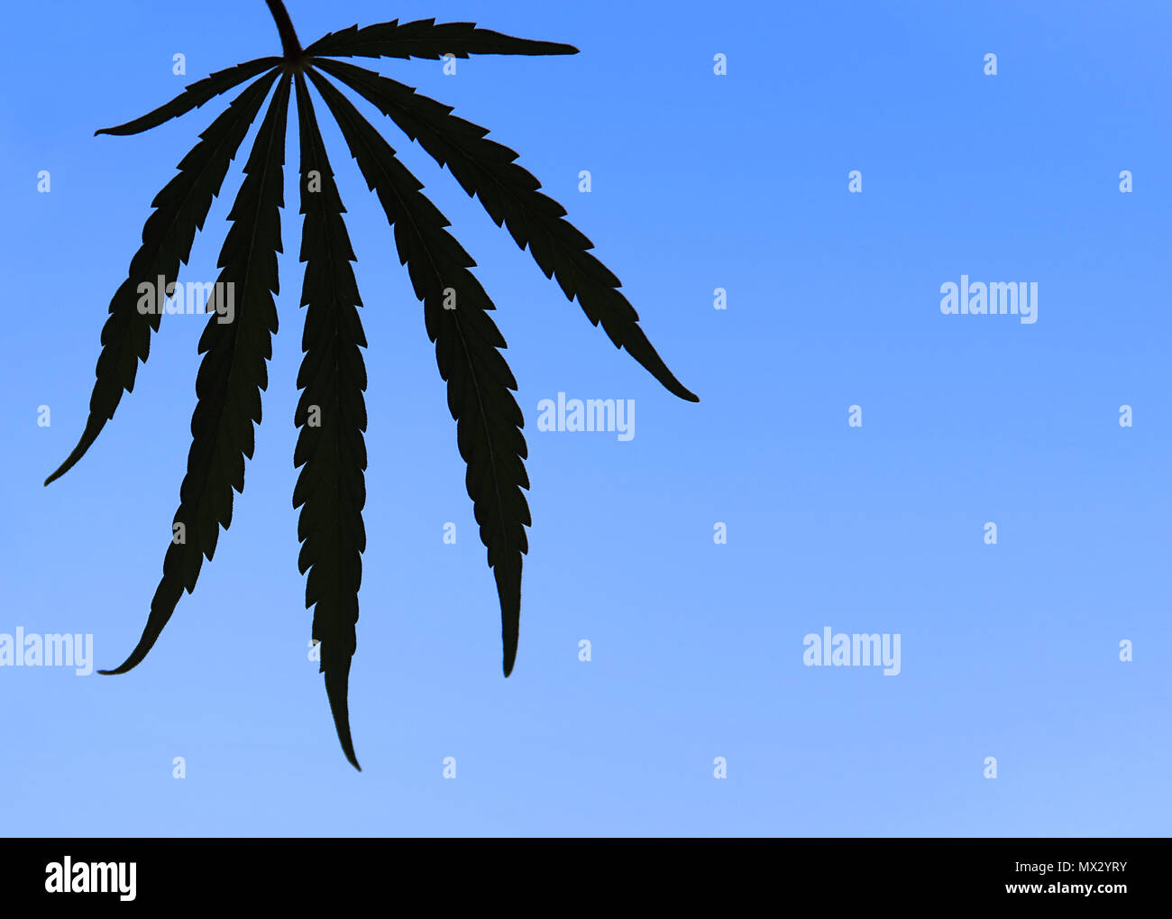 An isolated Cannabis Sativa leaf against a blue background. Stock Photo