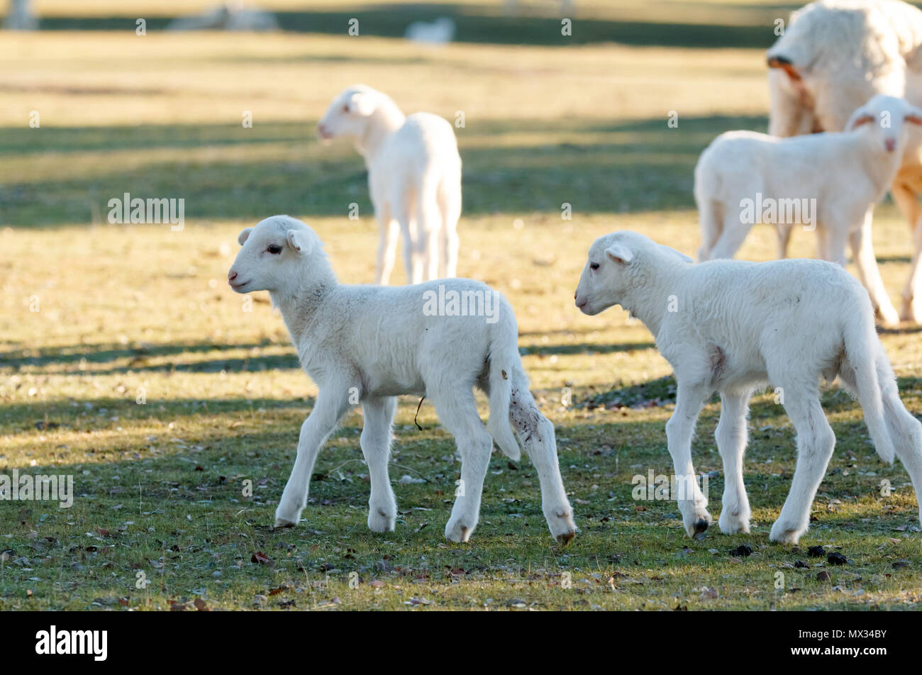 Beautiful lamb next to its mother in the landscape Stock Photo - Alamy