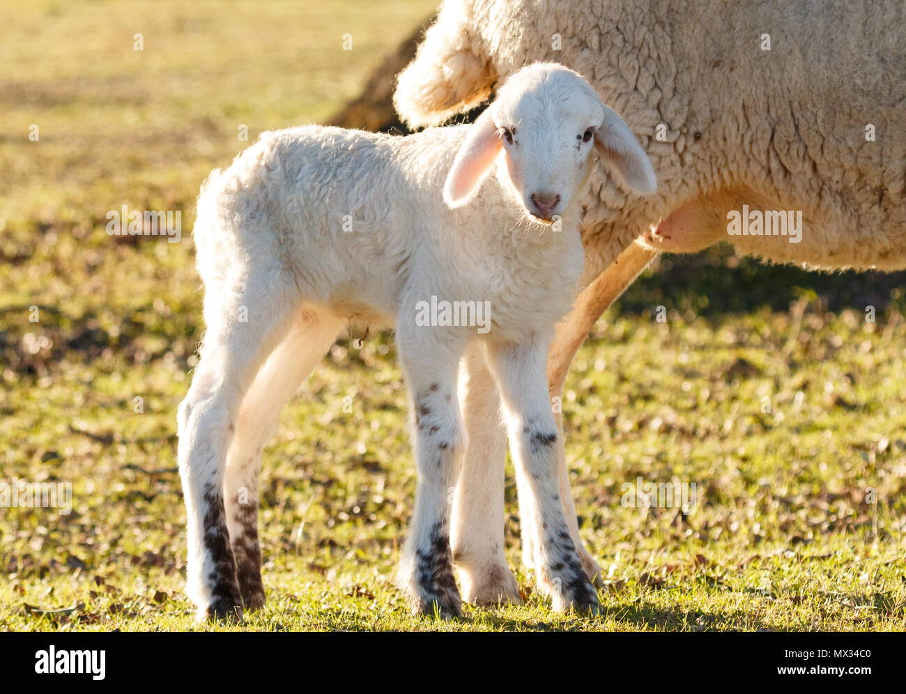 Beautiful lamb next to its mother in the landscape Stock Photo - Alamy