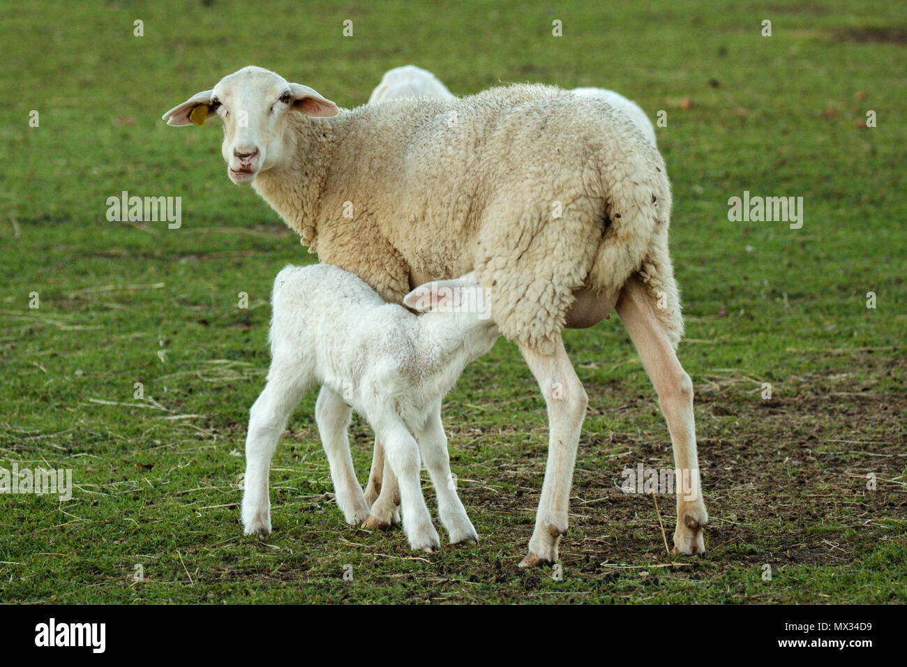 Beautiful lamb next to its mother in the landscape Stock Photo - Alamy