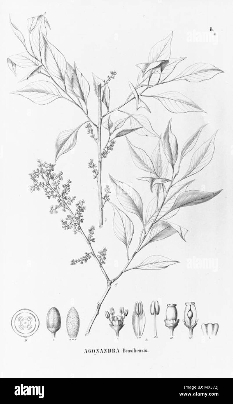 . Illustration of Agonandra brasiliensis . between 1872 and 1877. Carl Friedrich Philipp von Martius (1794-1868), August Wilhelm Eichler (1839-1887) 30 Agonandra brasiliensis Stock Photo