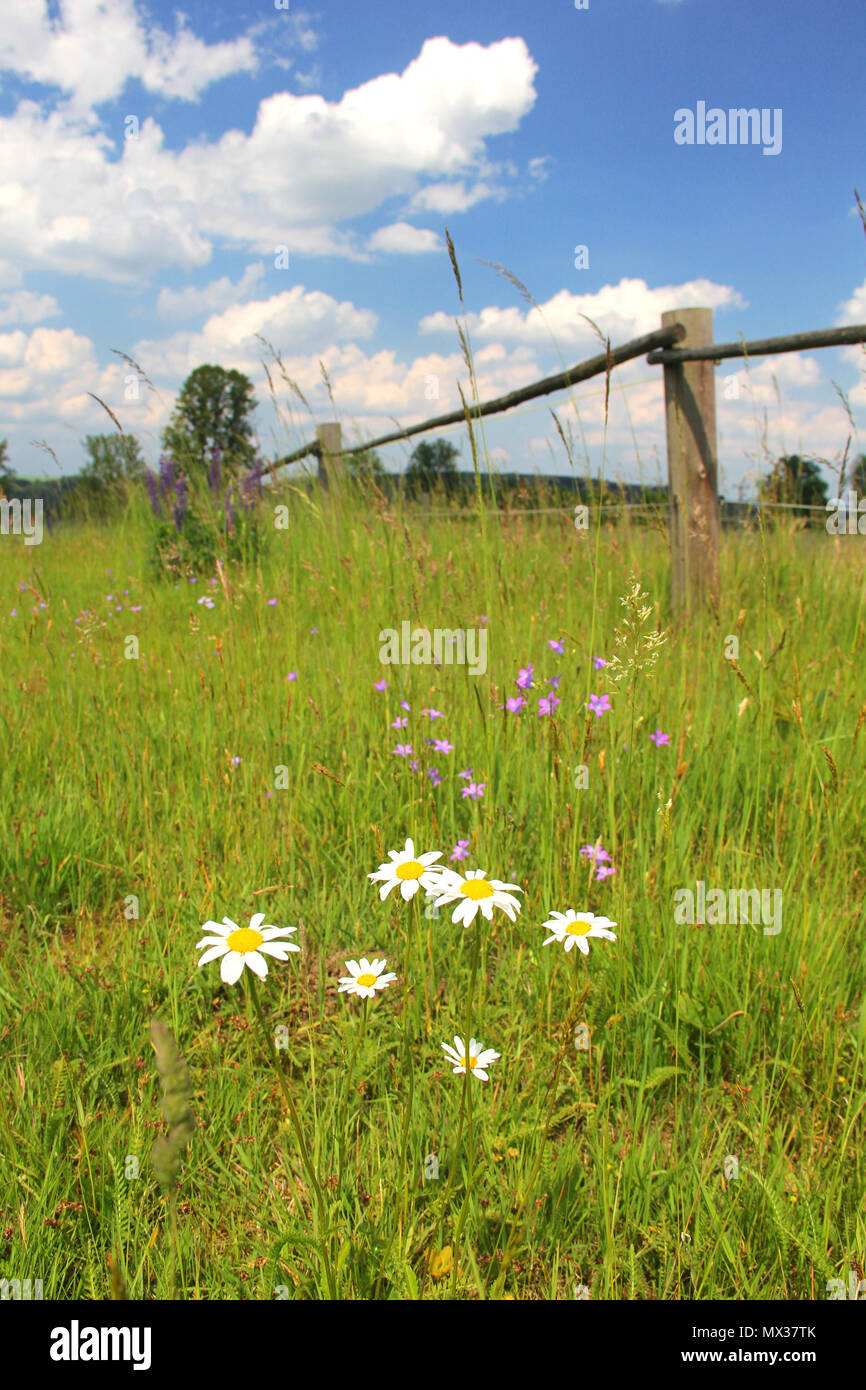 Fence post and wild flowers hi-res stock photography and images - Alamy
