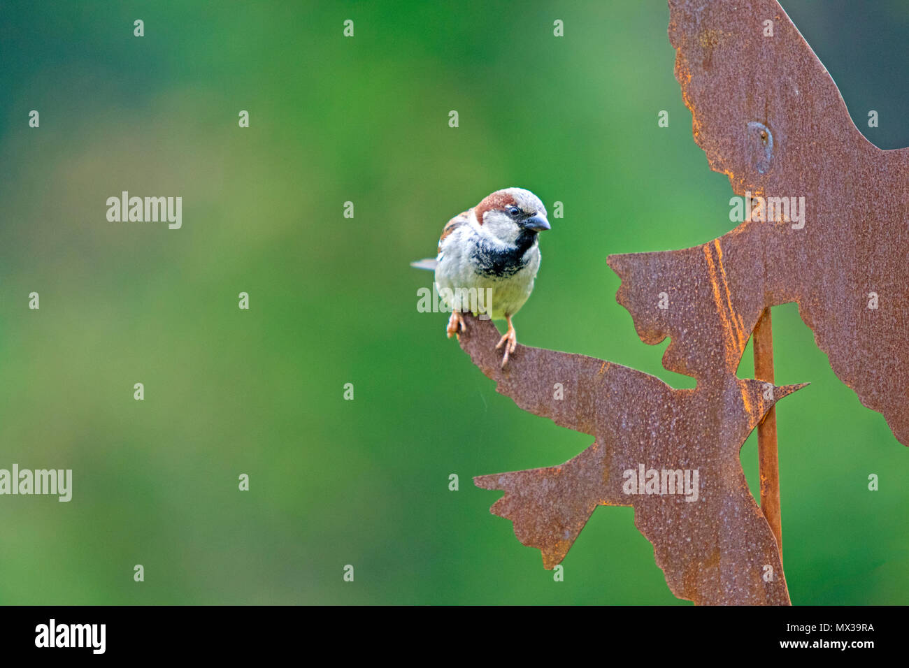 House Sparrow (Passeridae; Rafinesque) in a British garden, Britain, UK Stock Photo