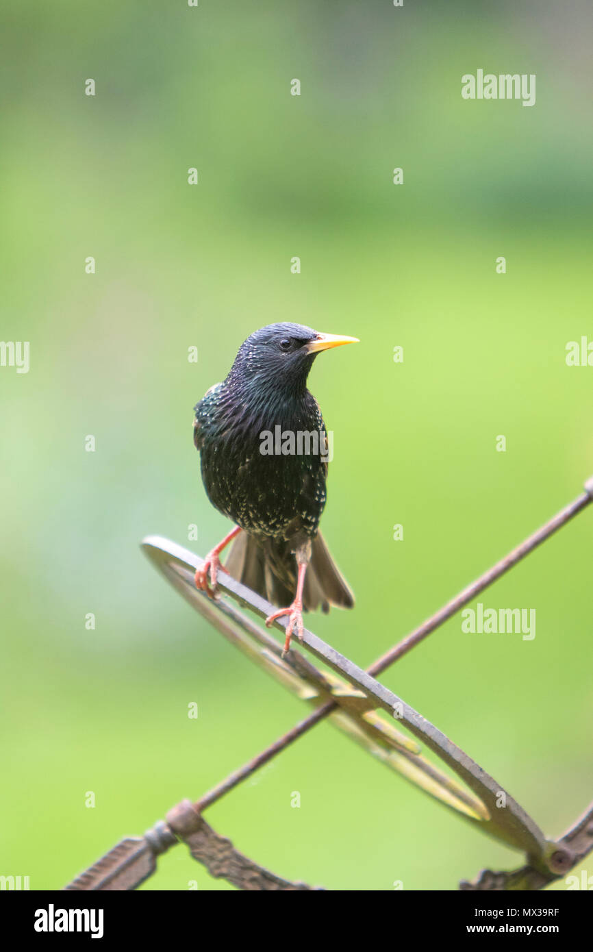 Common Starling (Sturnus vulgaris) in a British garden, Britain, UK Stock Photo