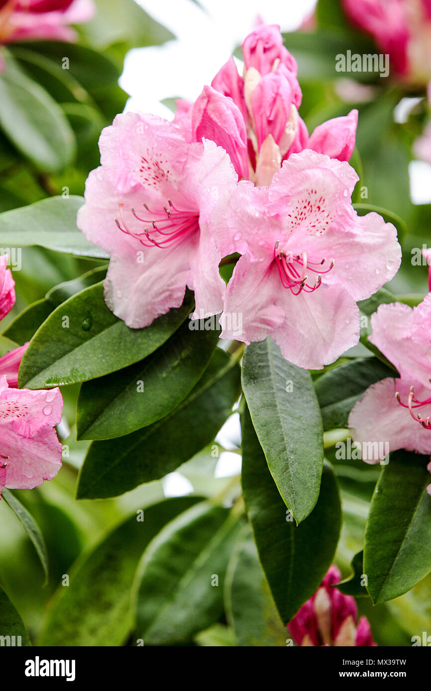 Spring rhododendrons in Shropshire, viewed here in The Dingle, a public garden in Shrewsbury, Shropshire. Stock Photo