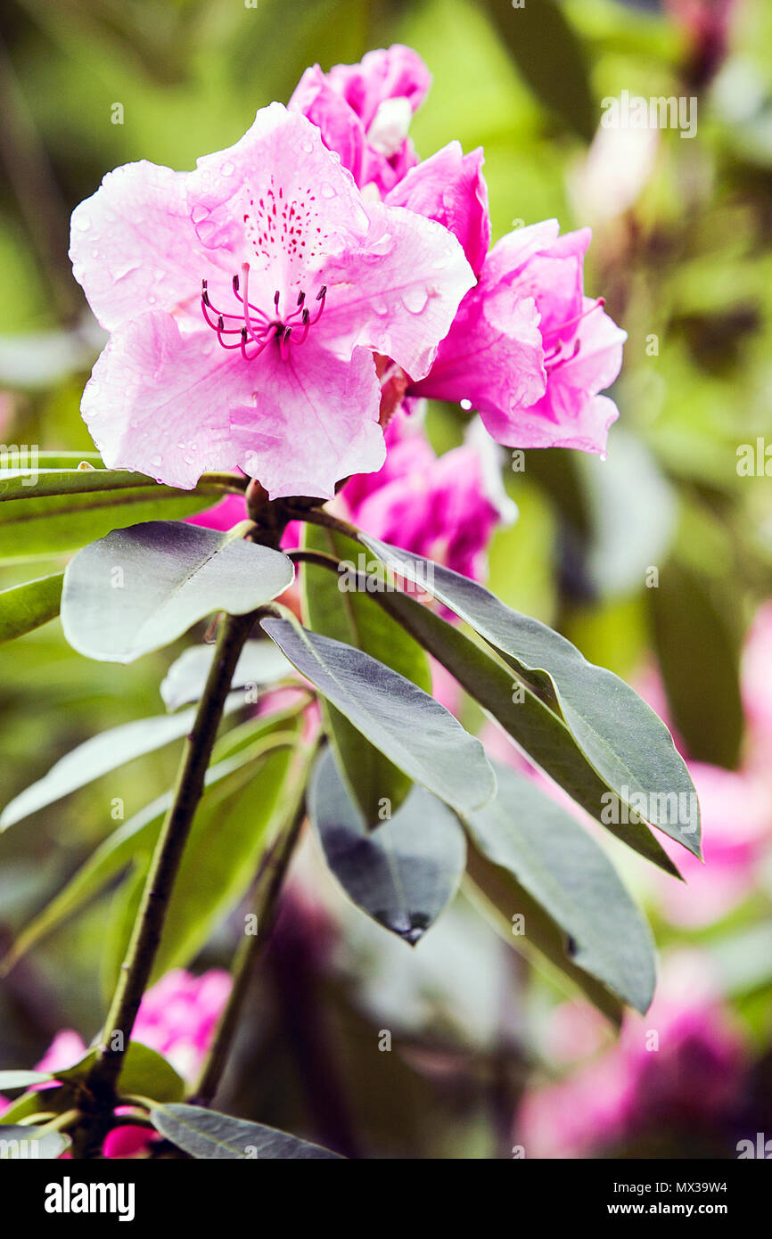 Spring rhododendrons in Shropshire, viewed here in The Dingle, a public garden in Shrewsbury, Shropshire. Stock Photo