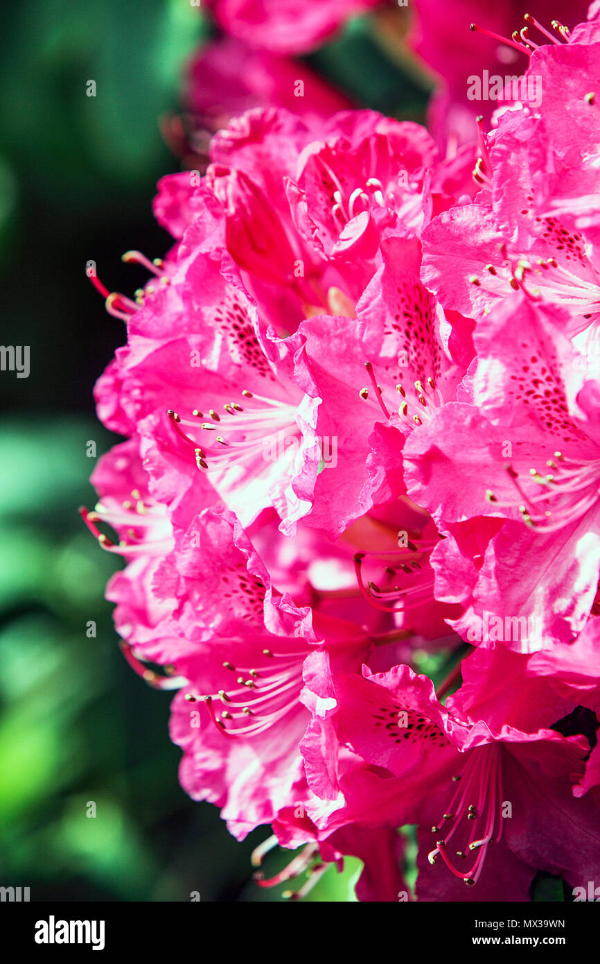 Spring Rhododendron Spring rhododendrons in Shropshire, viewed here in The Dingle, a public ...