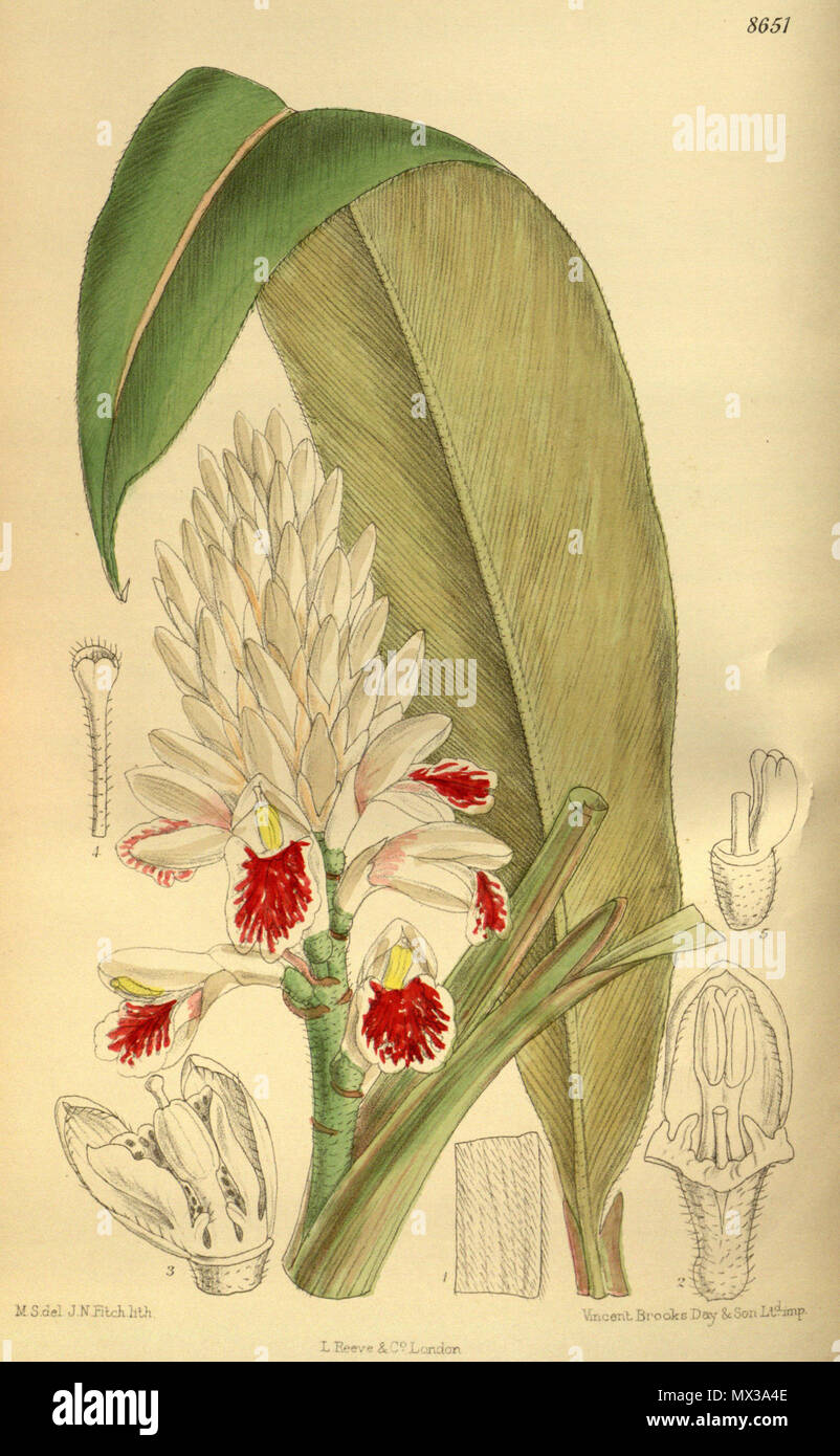 . Alpinia elwesii (= Alpinia kawakamii), Zingiberaceae . 1916. M.S. del., J.N.Fitch lith. 40 Alpinia elwesii 142-8651 Stock Photo