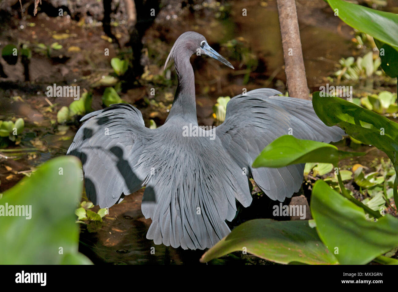 Little blue heron spreads wings Stock Photo