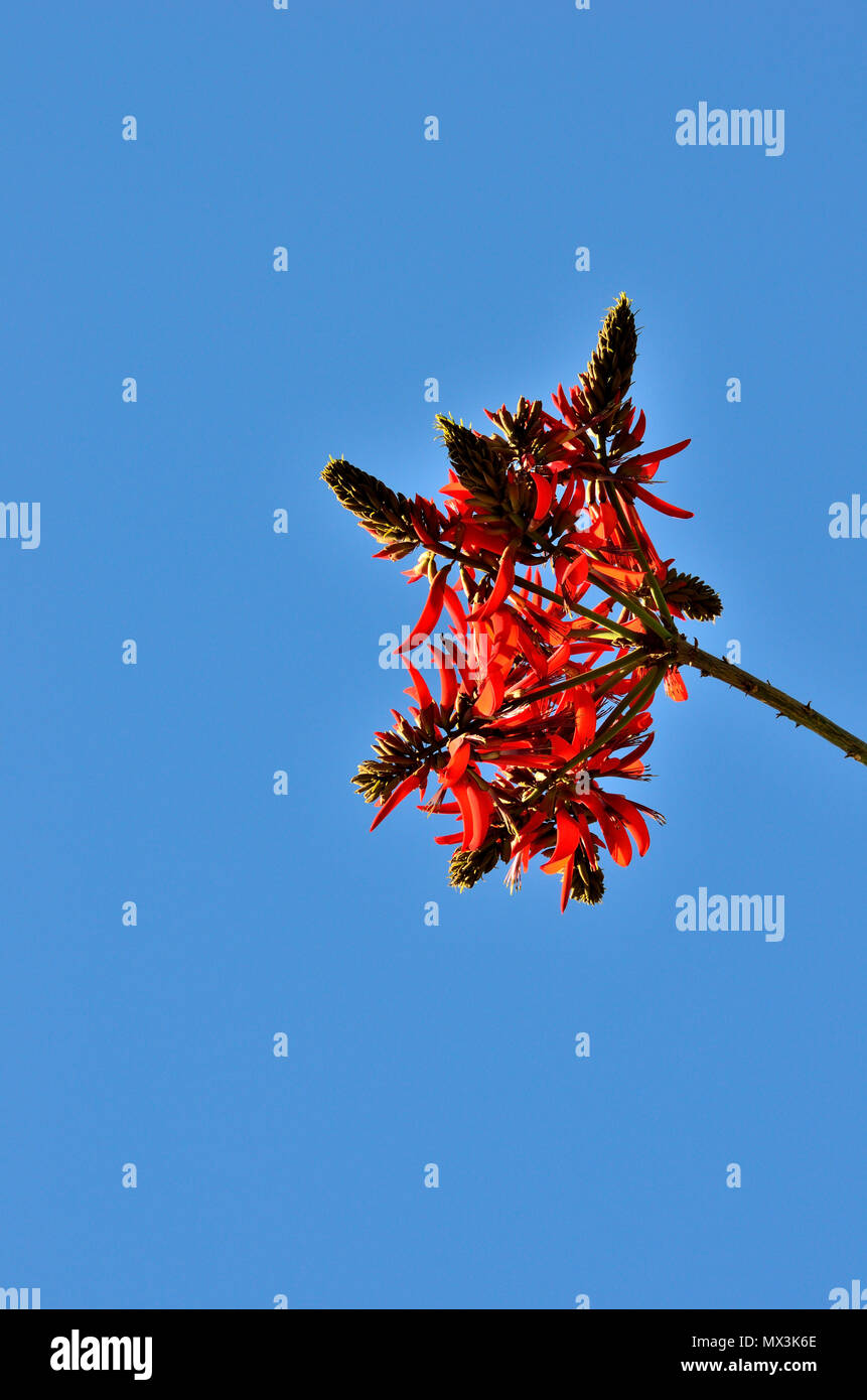Coral Tree Blooms, Erythrina corallodendron, Mission Viejo,  CA 120208 70565 Stock Photo
