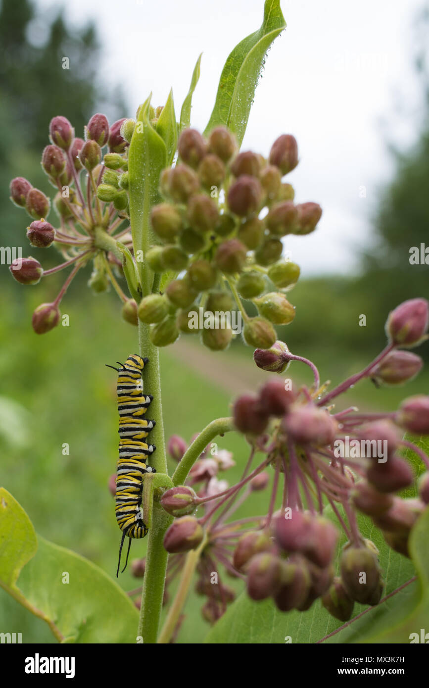 Monarch Caterpillar Eating Milkweed Stock Photo Alamy