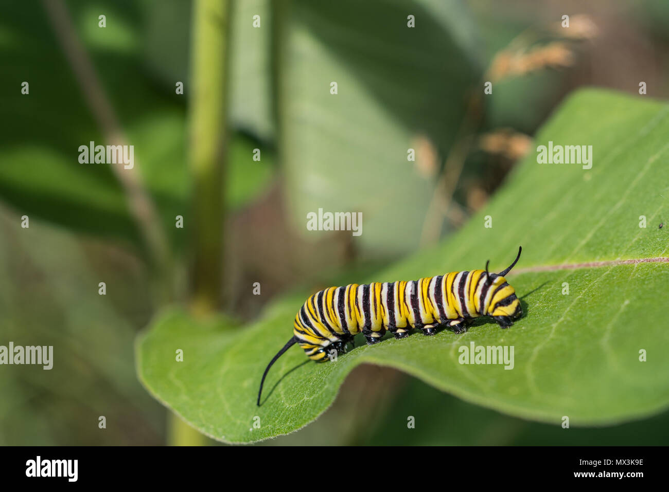 Monarch Caterpillar Close View Stock Photo - Alamy