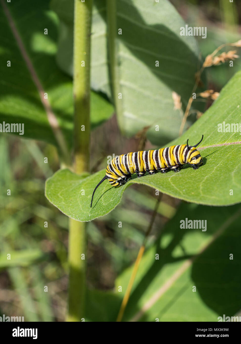 Milkweed Caterpillar Instar Stock Photo