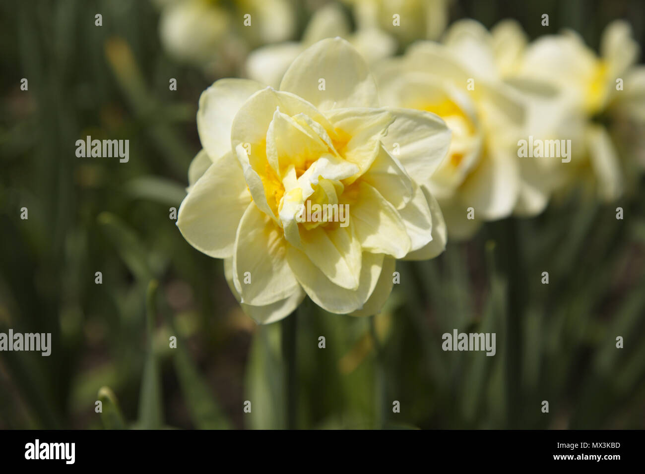 Selective focus on initial daffodil in series creates a leadership and first in series metaphor for fresh beginnings. Stock Photo