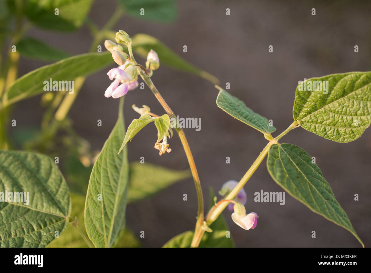Flowering Bean Plants at Sunrise Stock Photo Alamy