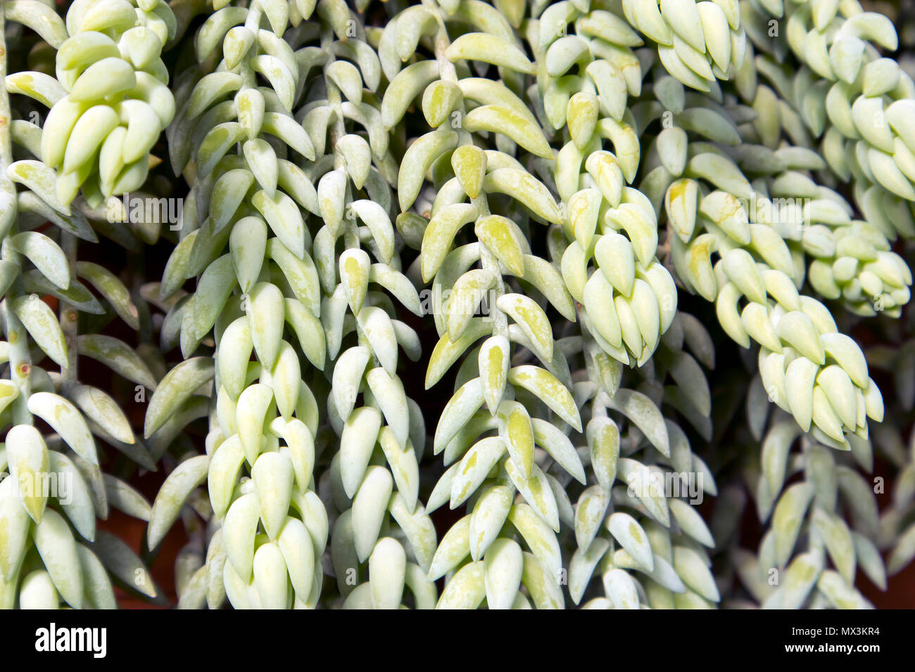 Sedum morganianum (donkey tail or burro's tail) - a species of flowering plant in the family Crassulaceae Stock Photo