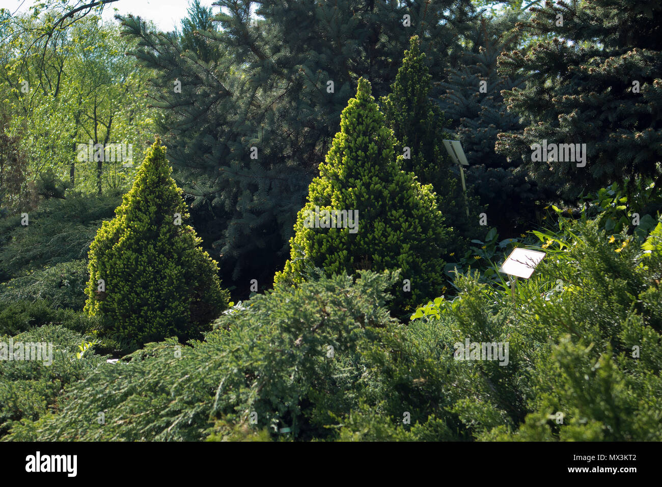Young spruce in a botanical garden on a sunny day Stock Photo