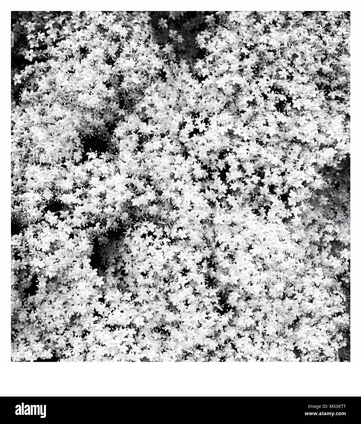 Close-Up Of Elder Flower (Sambucus Nigra) Against Black Background Stock Photo
