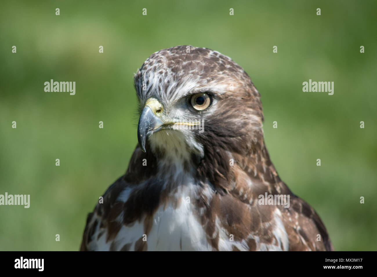 Alberta Birds of Prey Centre in Coaldale, Alberta