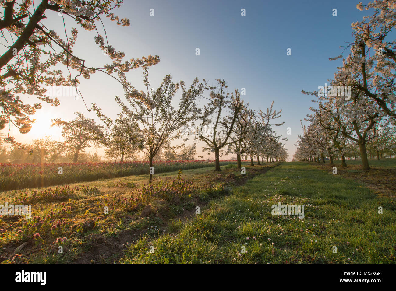 Apple tree morning light dew hi-res stock photography and images - Alamy