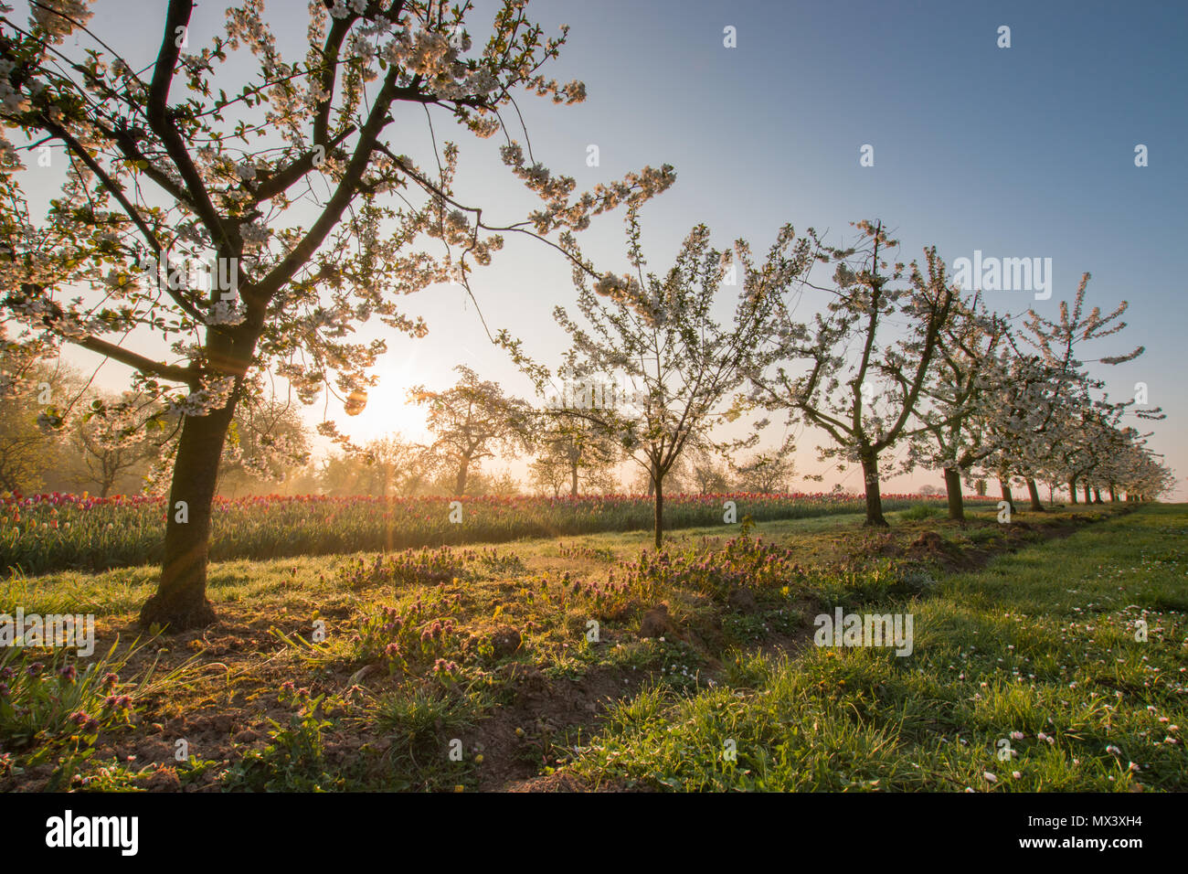 Apple tree morning light dew hi-res stock photography and images - Alamy